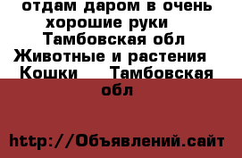 отдам даром в очень хорошие руки. - Тамбовская обл. Животные и растения » Кошки   . Тамбовская обл.